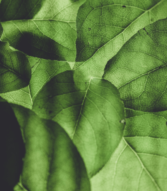 a close up of leaves