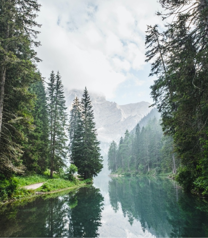 Forest Lake with Pine Trees