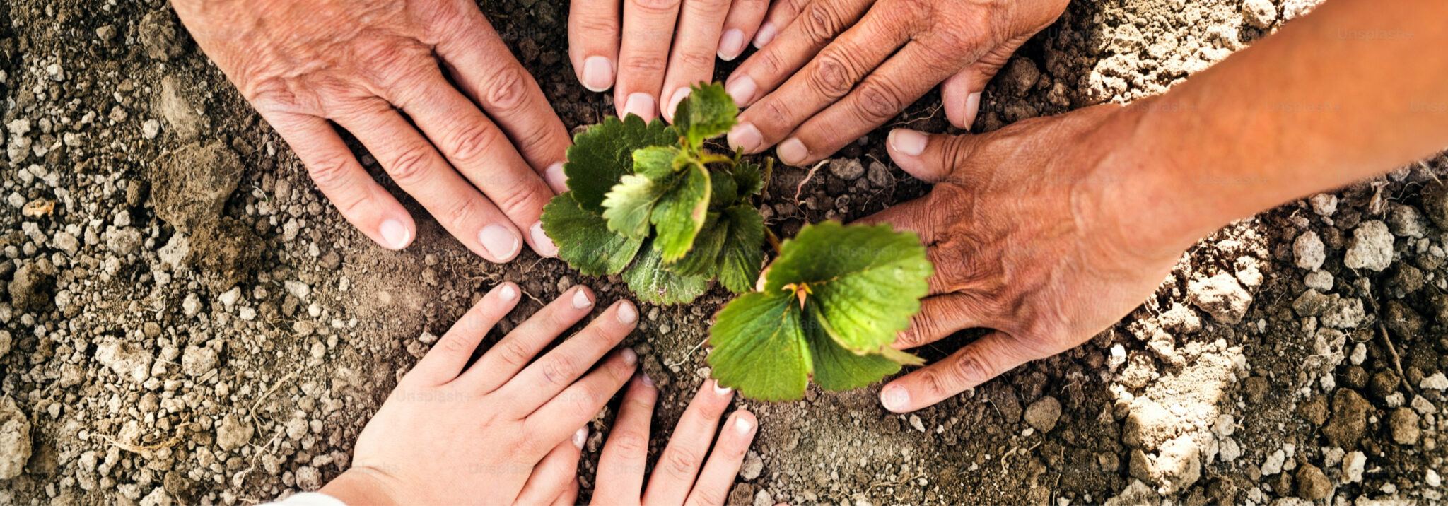 hands and a plant in the dirt