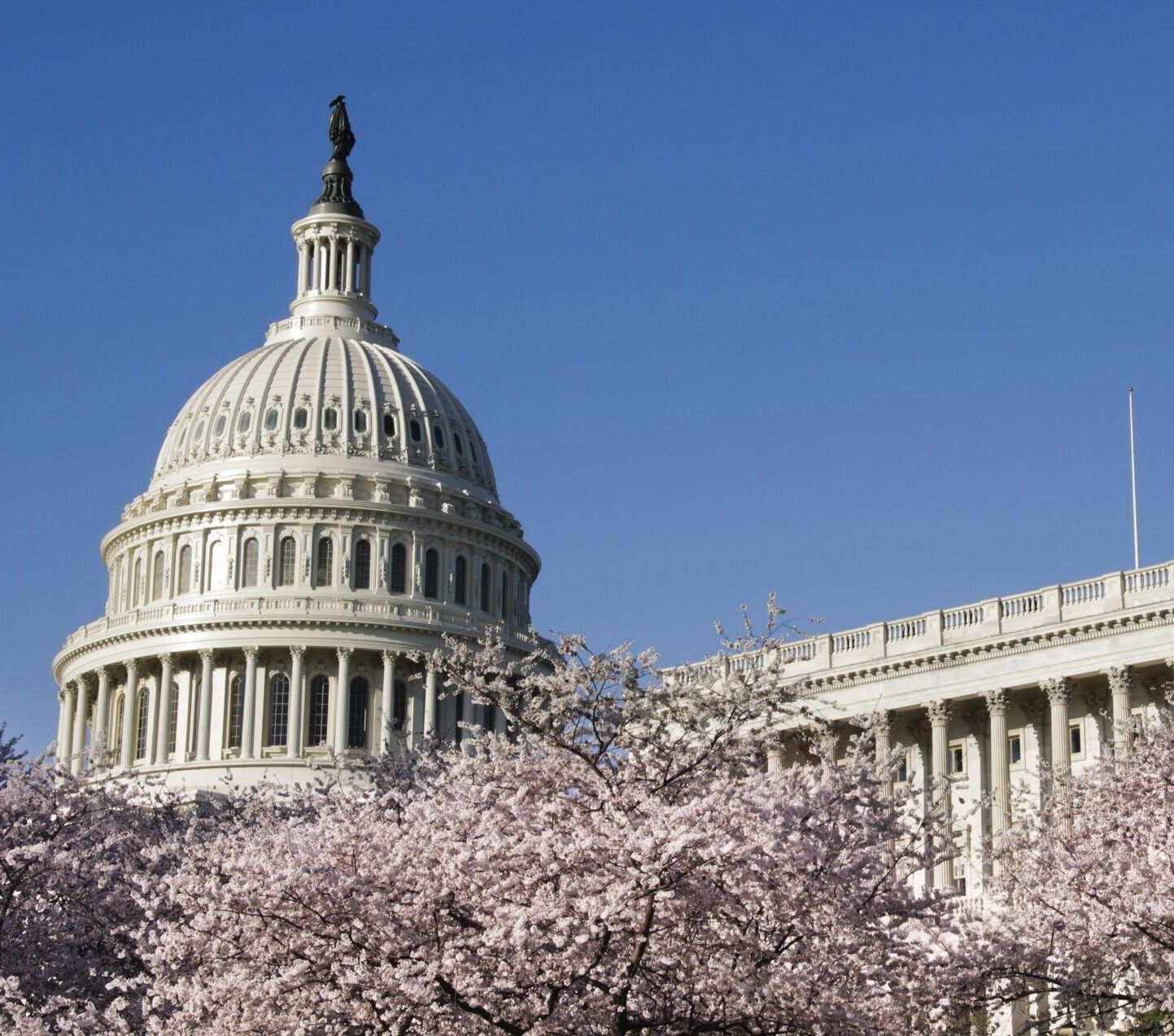Cherry blossoms and US Capitol Building in Washington DC