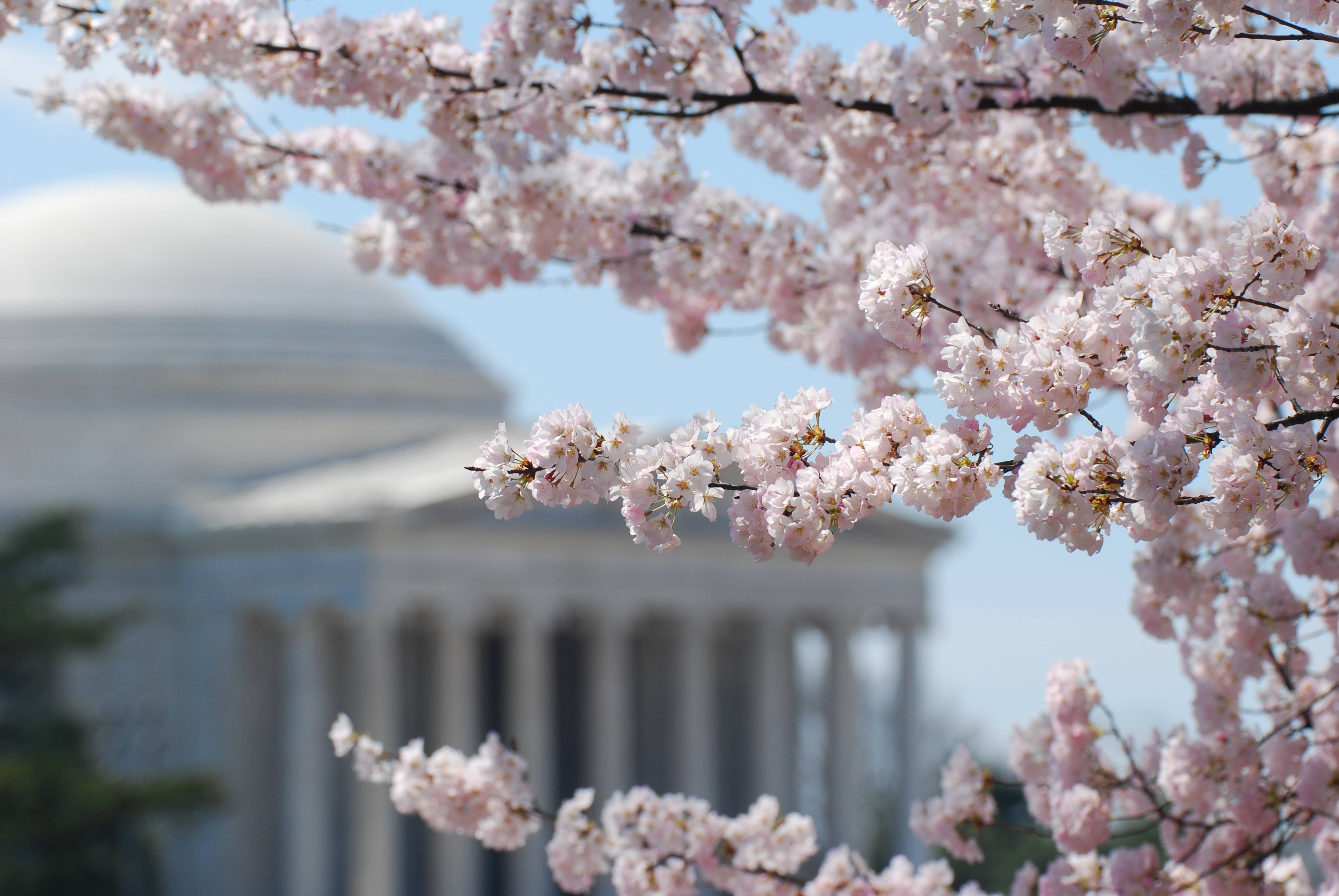 cherry blossoms